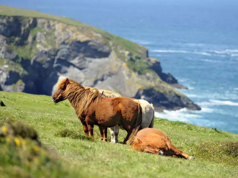 Wild Shetland Ponies