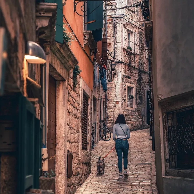 Dog in street of Rovinj, Croatia