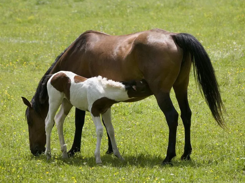 Mare and Foal