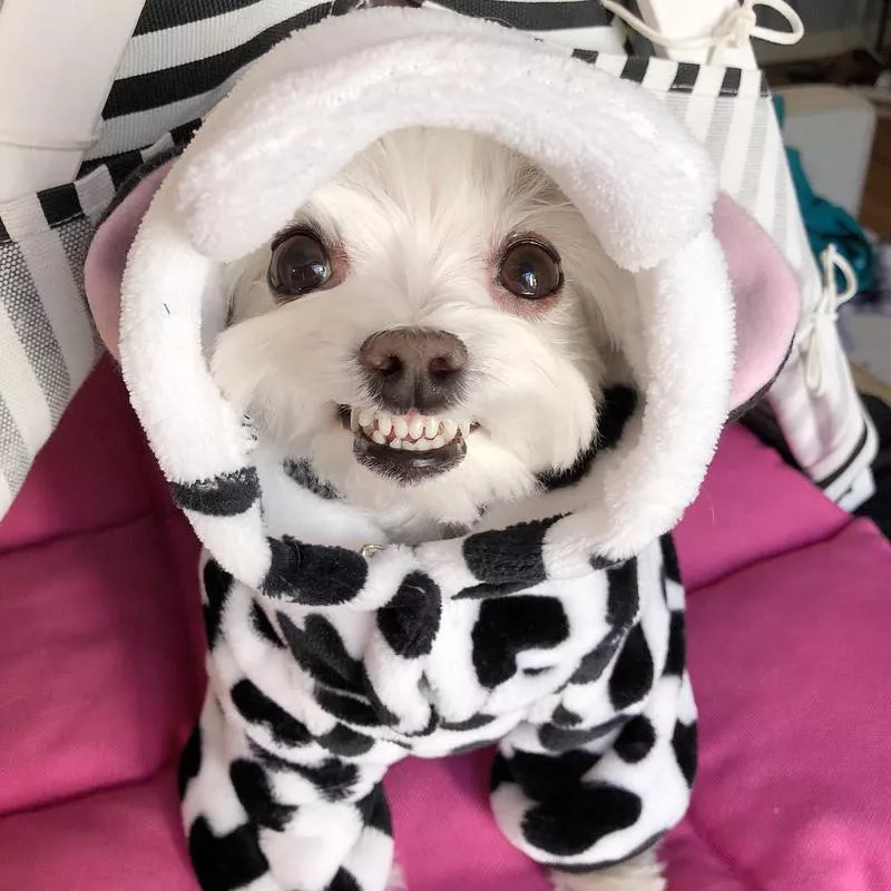 cow