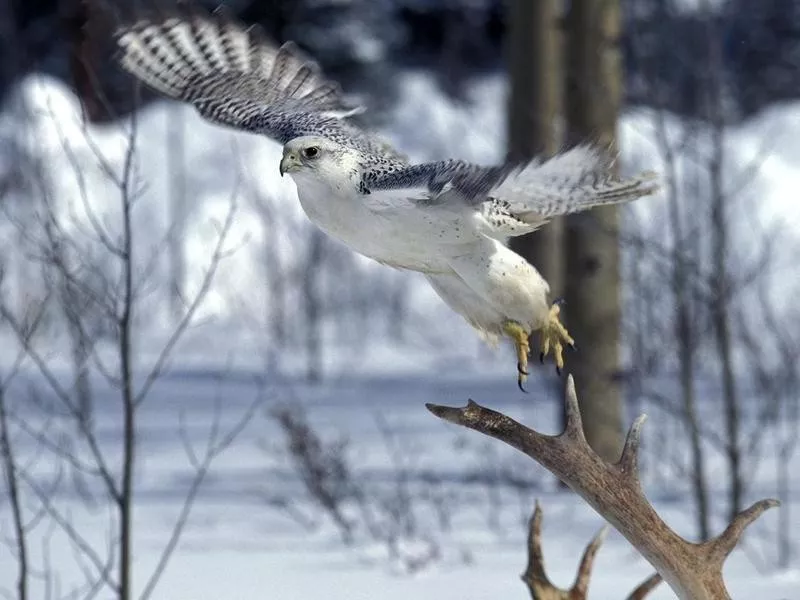 gyrfalcon