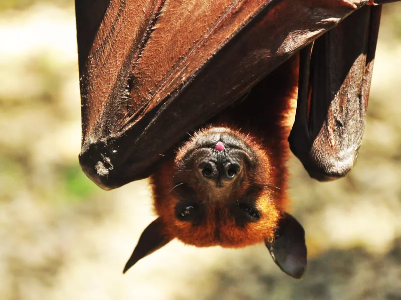 Giant flying fox