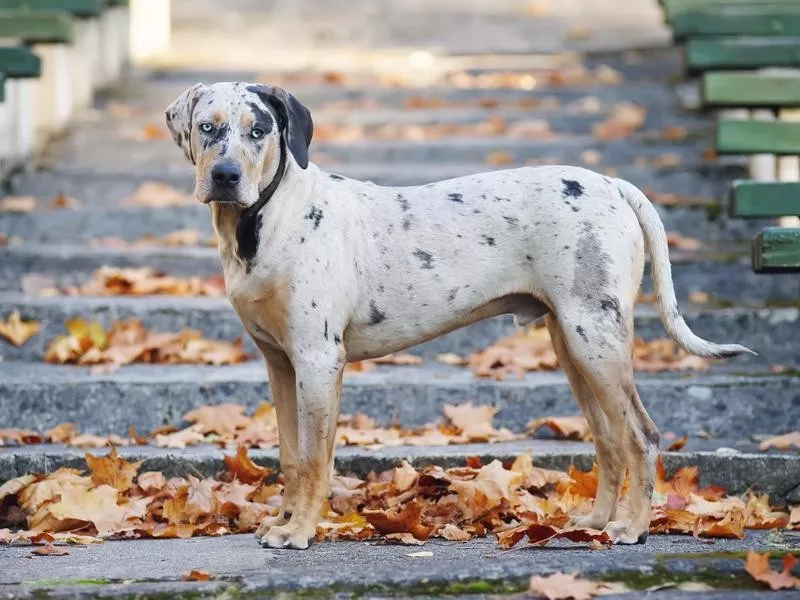 Catahoula leopard dog