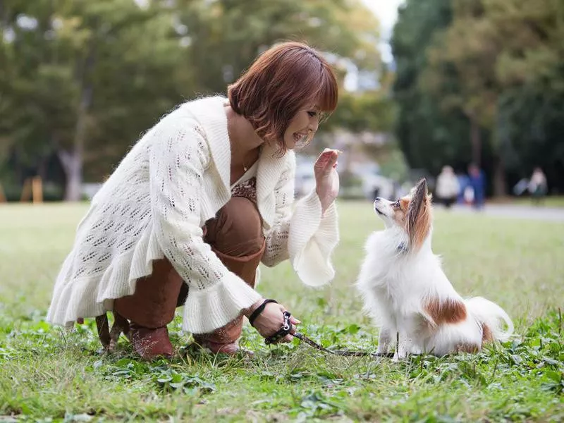 Dog getting a treat after sitting