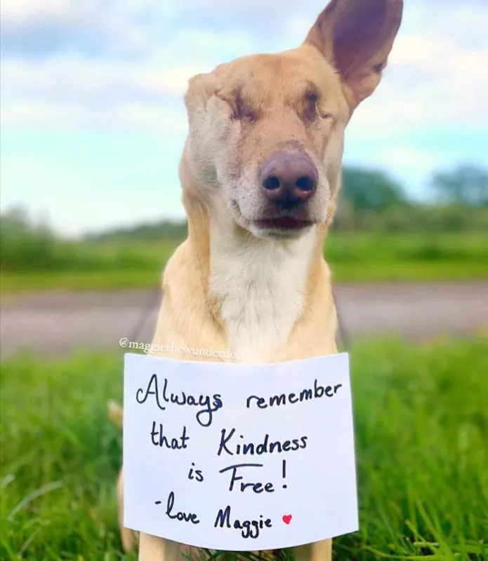 blind dog with written sign