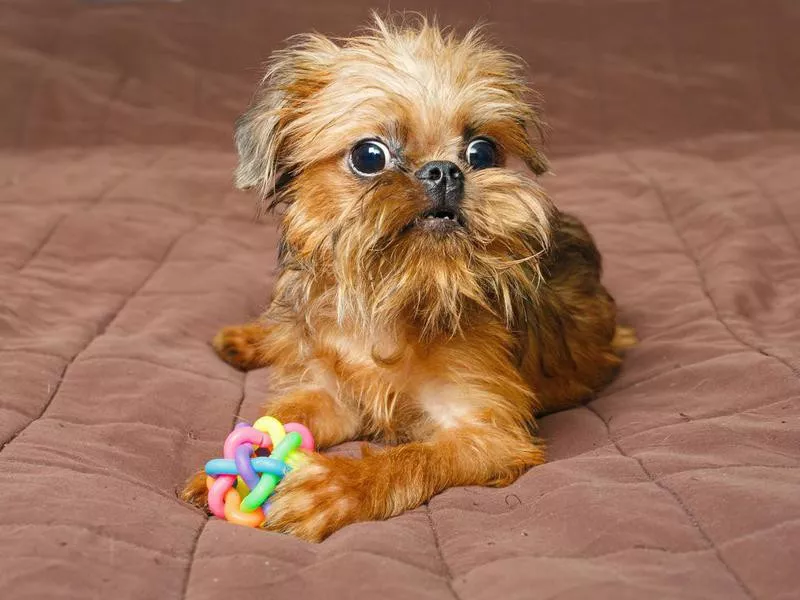 brussels griffon