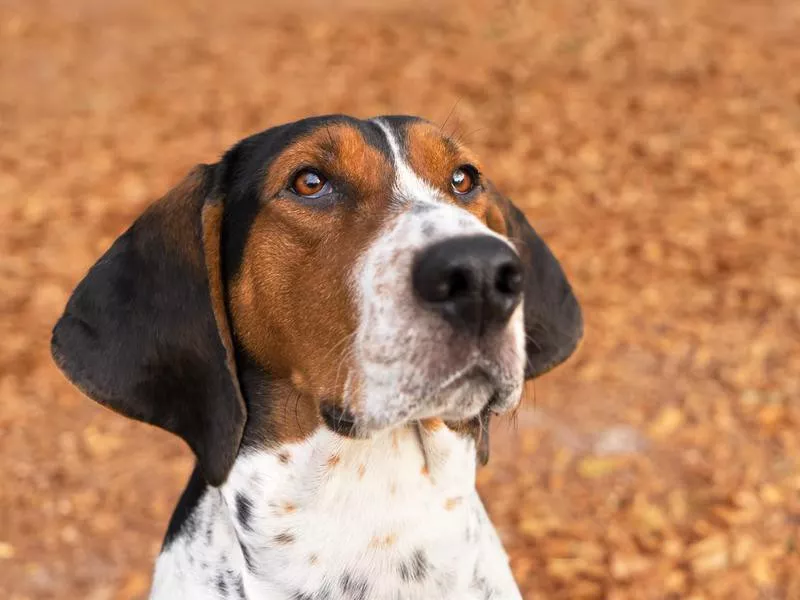 Treeing Walker Coonhound