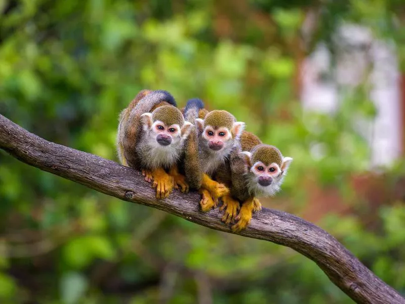 Three common squirrel monkeys sitting on a tree branch