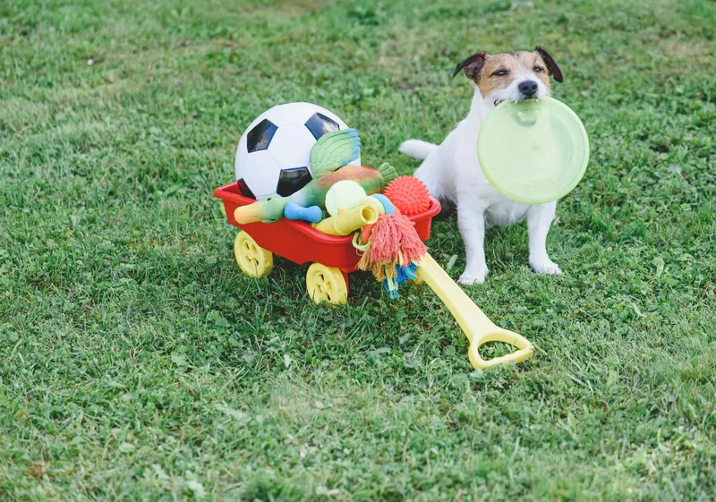 Dog has box full of pet toys