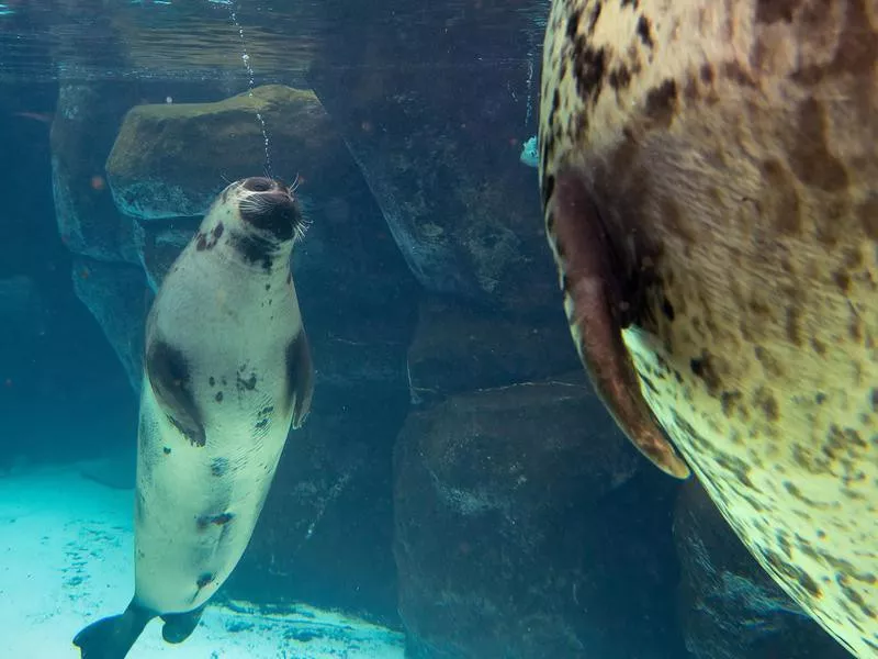 Virginia Aquarium & Marine Science Center