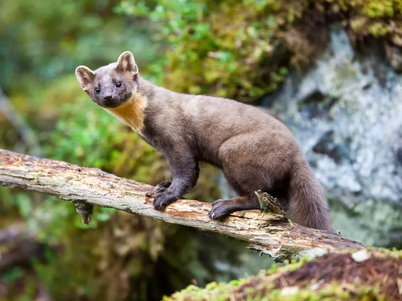 Pine marten standing on tree trunk