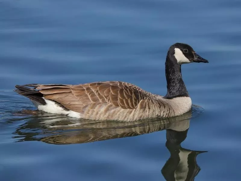 Canadian Geese