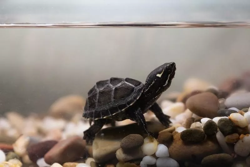 Musk Turtle