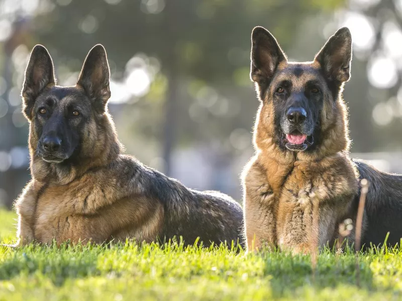 Two German Shepherd Dogs