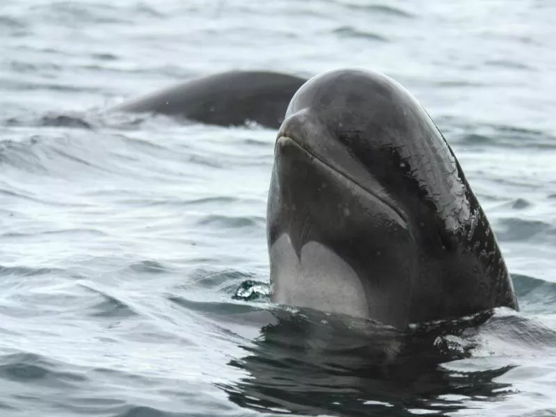 Pilot whales swimming