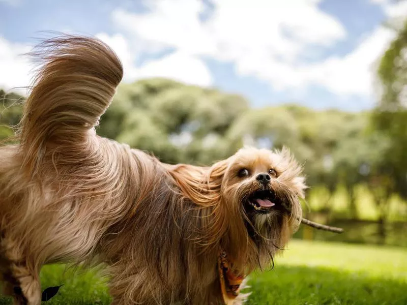 Dog playing with stick