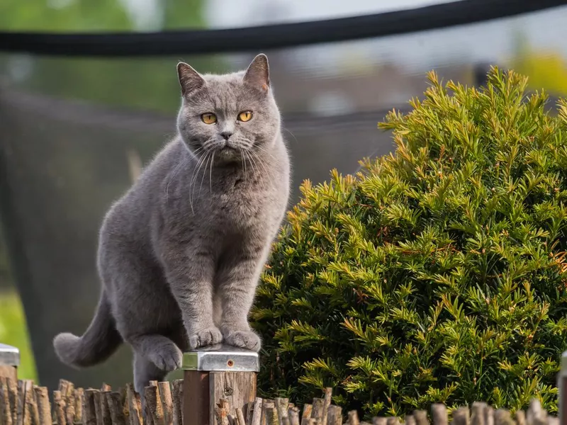 Pretty british shorthair cat