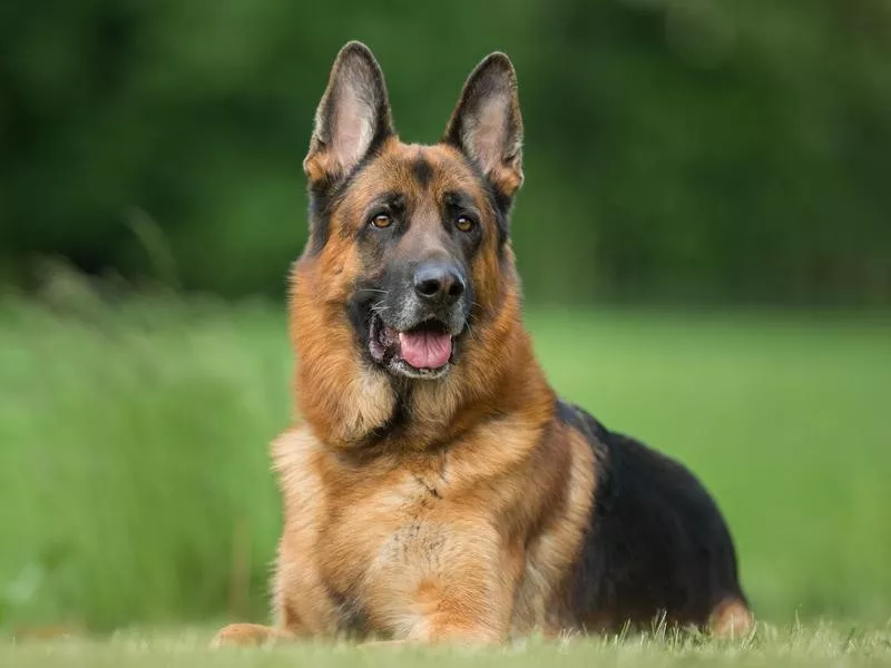 German Shepherd