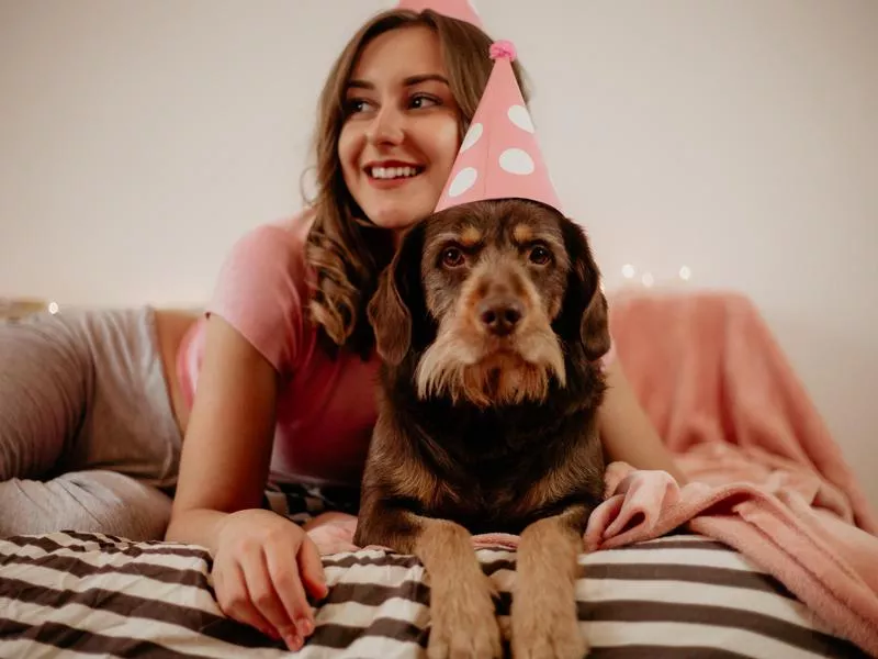 A sweet older dog having a birthday party