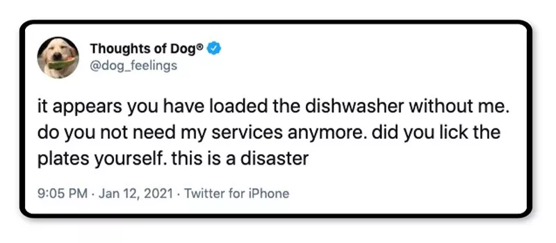 Dog dishwashing thoughts