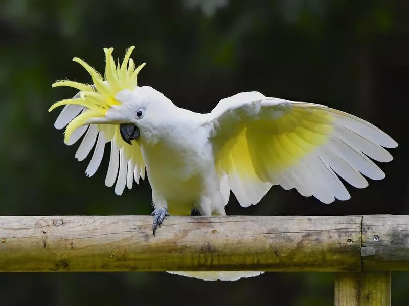 Sulphur Crested Cockatoo