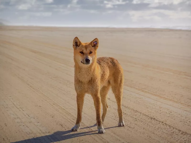 Dingo on Fraser Island