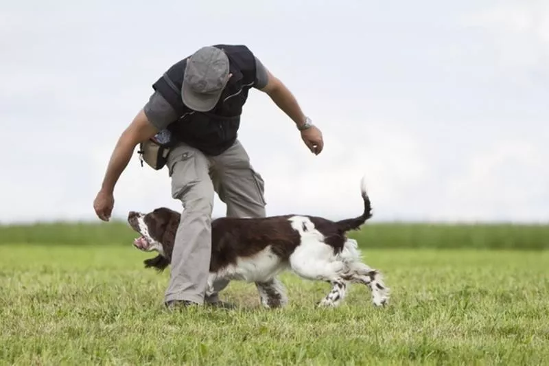 English Springer Spaniel