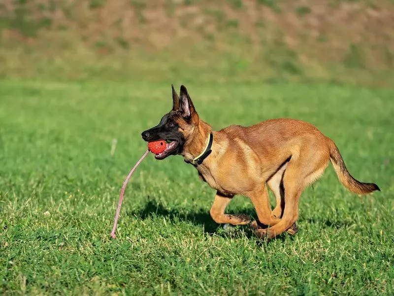 belgian malinois