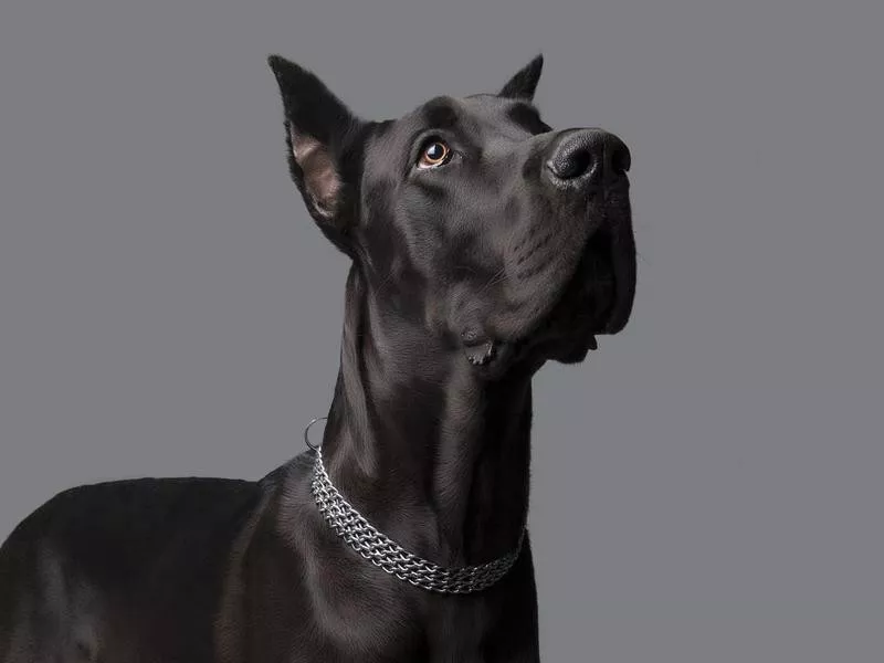 Great Dane