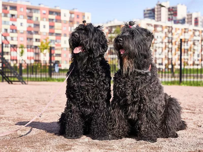 Black Russian Terrier