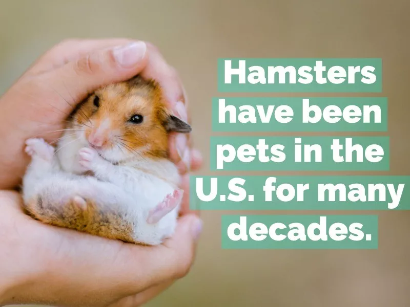 hamster