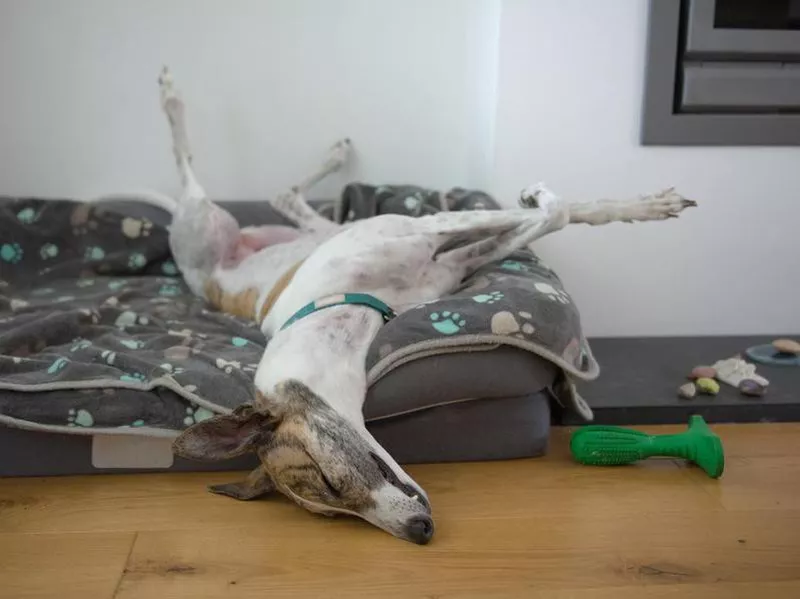 Greyhound