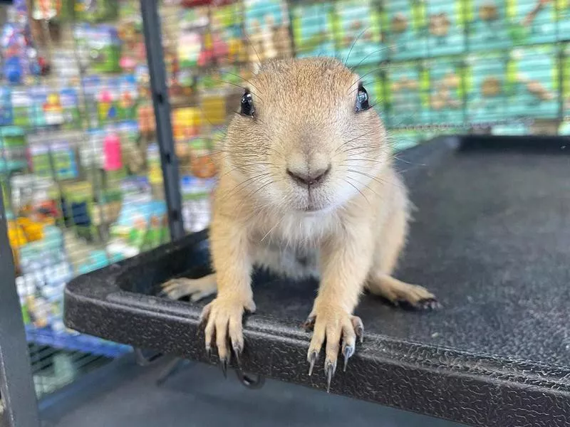 Prairie dog at The Animal Store