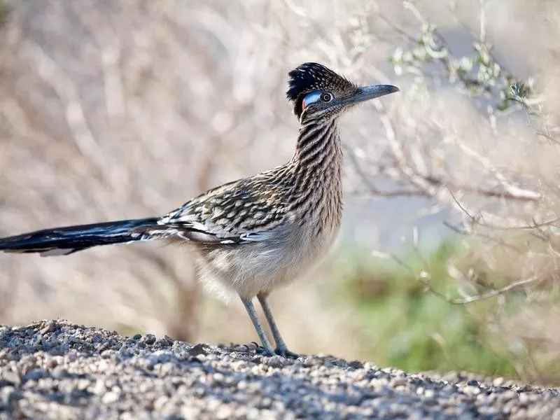 roadrunner