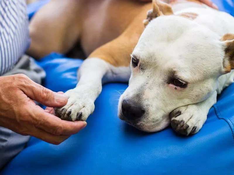 An older dog approaching the end of its life