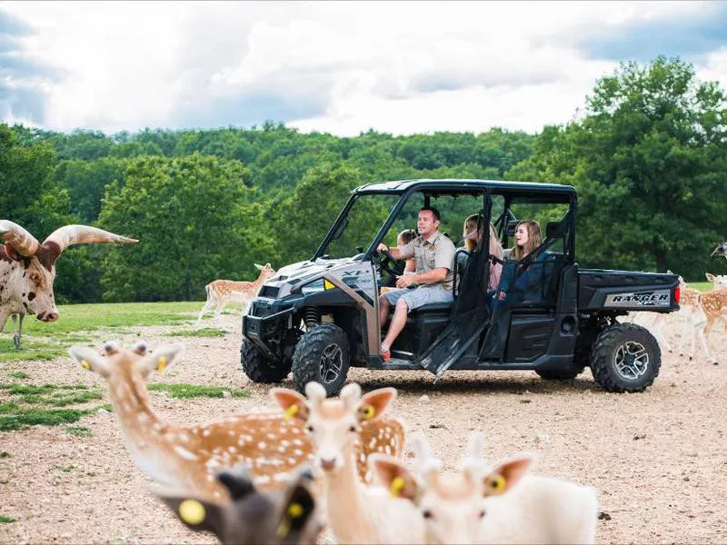 Drive-thru safari in Missouri