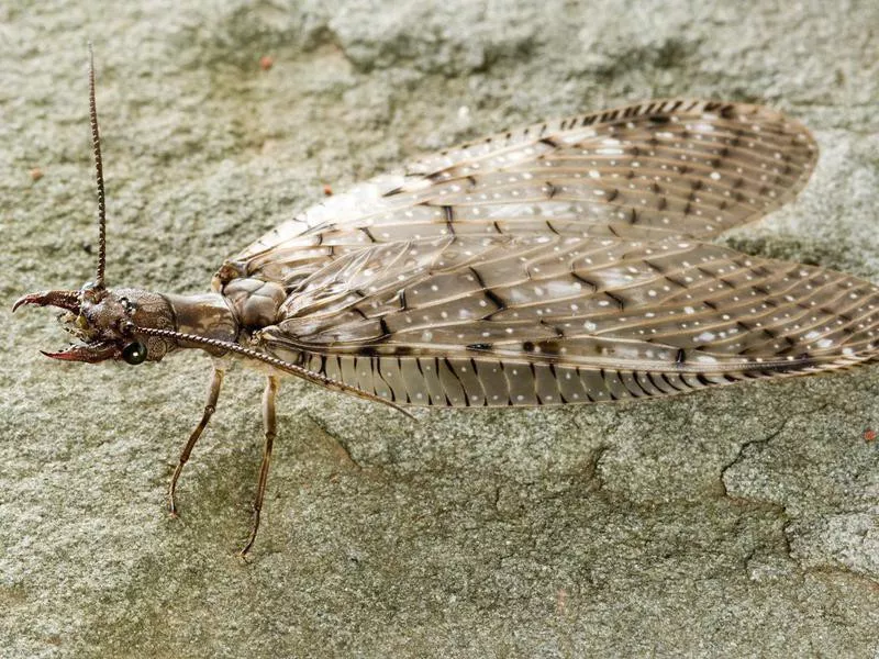 Dobsonfly