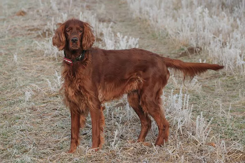 Irish Setter