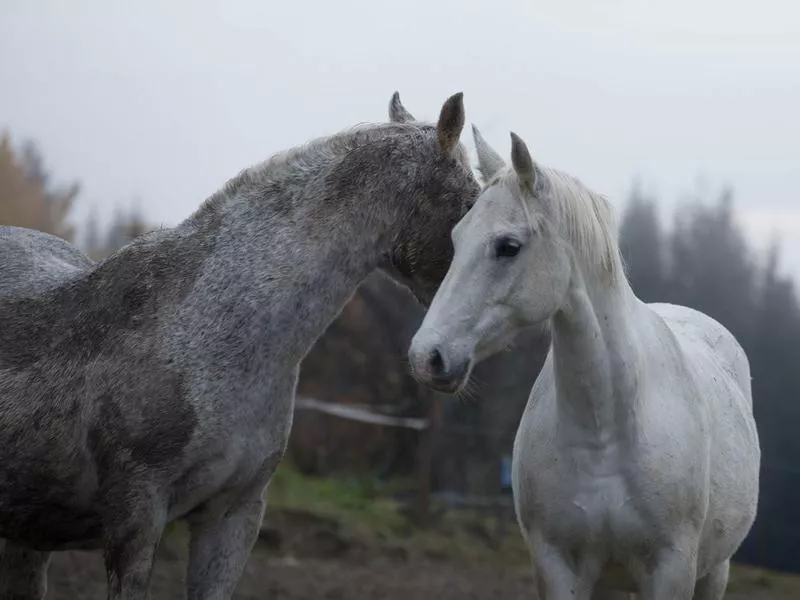 Lipizzaner