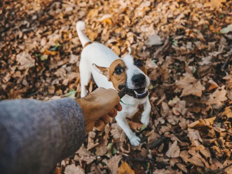 Jack Russell Terrier