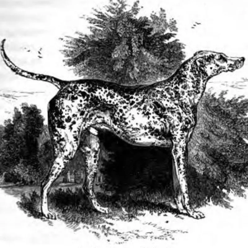 dalmation