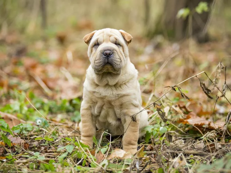 shar-peis