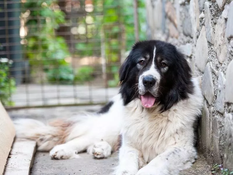 Central Asian Shepherd Dog