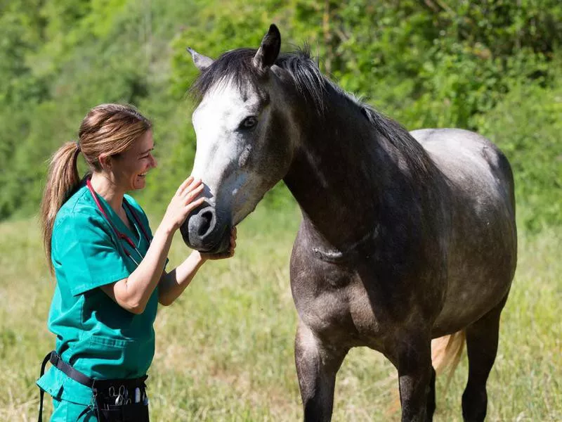 Veterinary on a farm