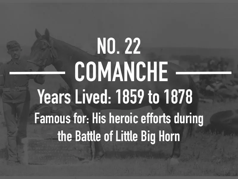 Comanche