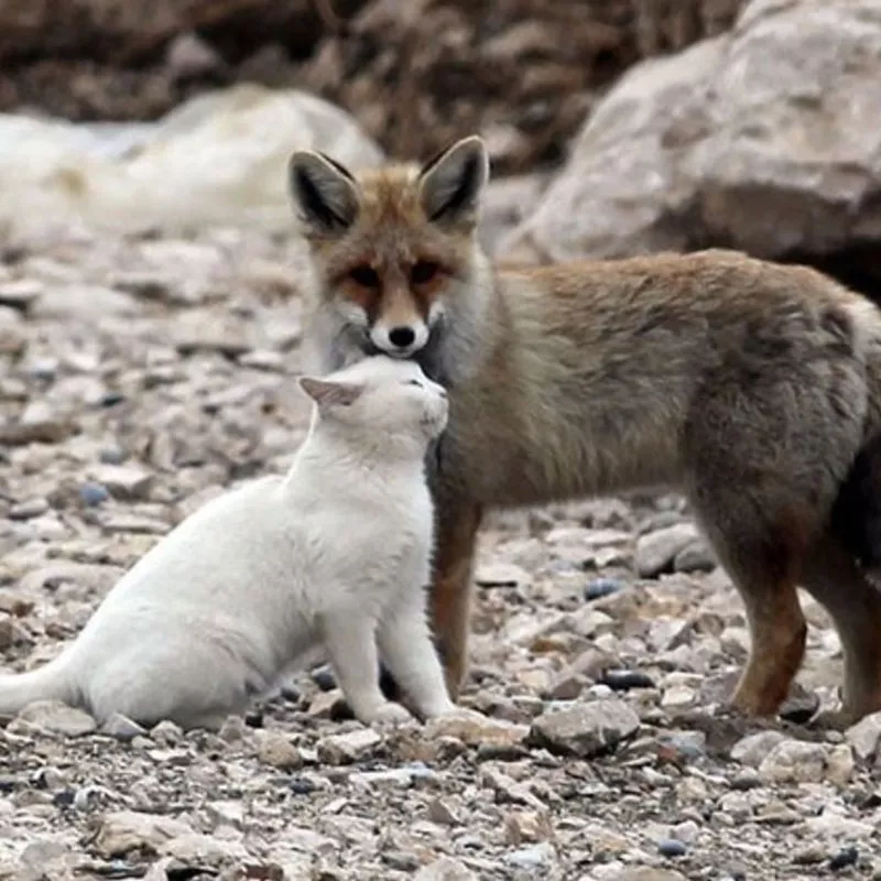 Cat and fox