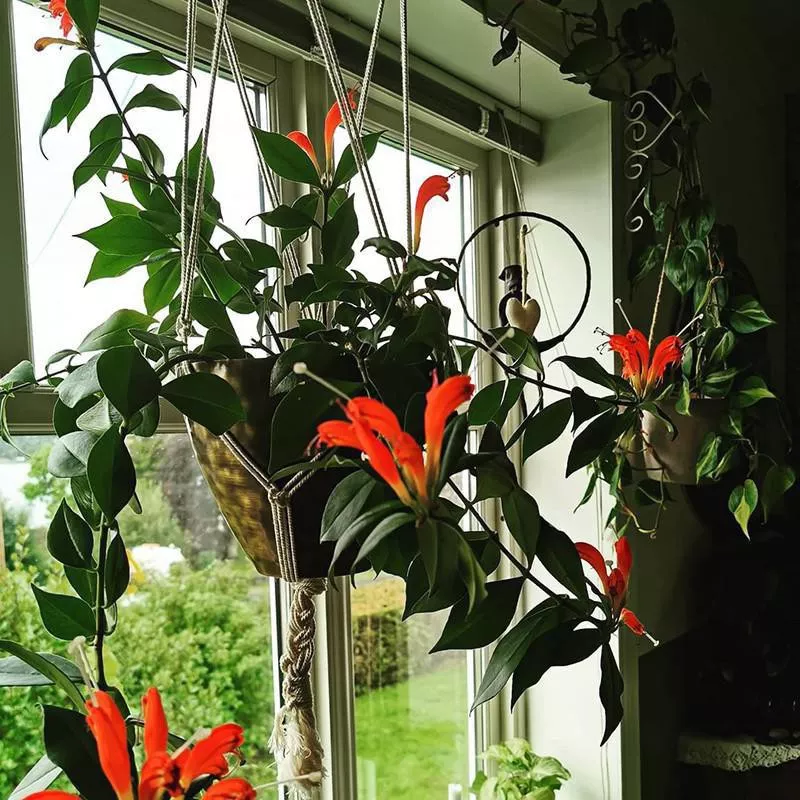 Lipstick Plant