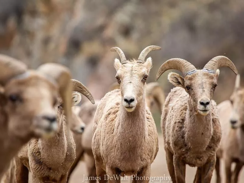 Big horn sheep photobomb