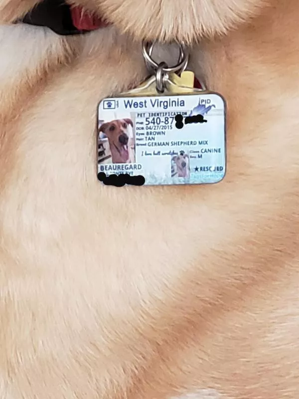 Dog license