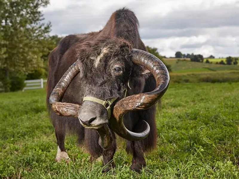 The Longest Horns on a Yak